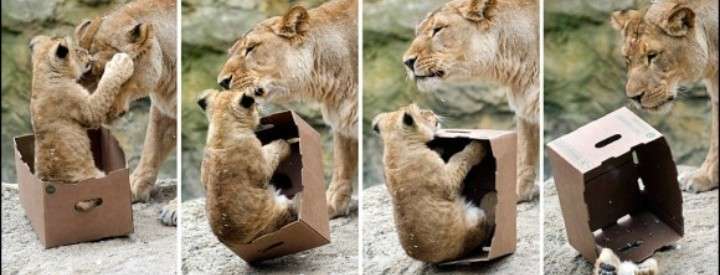 ネコ科の動物好きな人