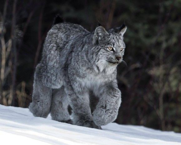 ネコ科の動物好きな人