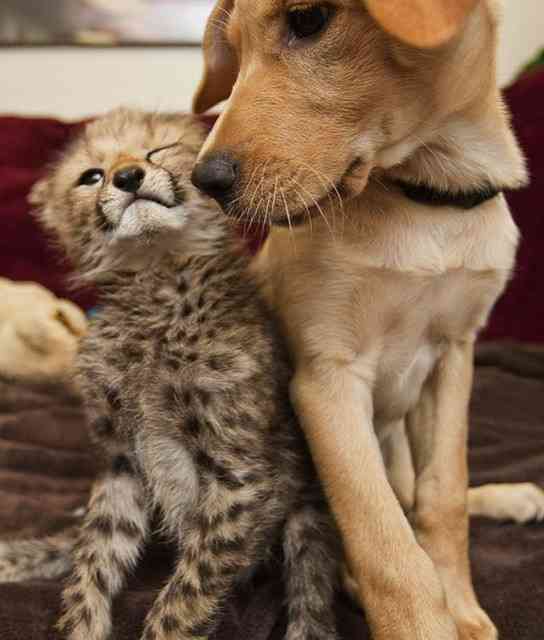 ネコ科の動物好きな人