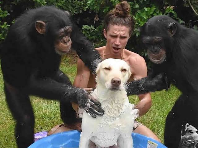 犬の行動は品種が違っても大きな差はないことが研究で明らかに