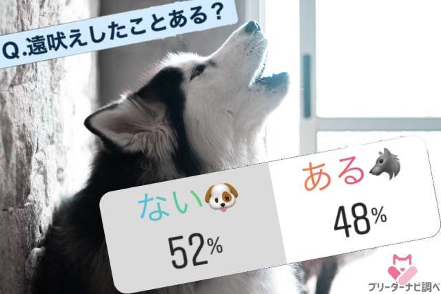 犬の行動は品種が違っても大きな差はないことが研究で明らかに