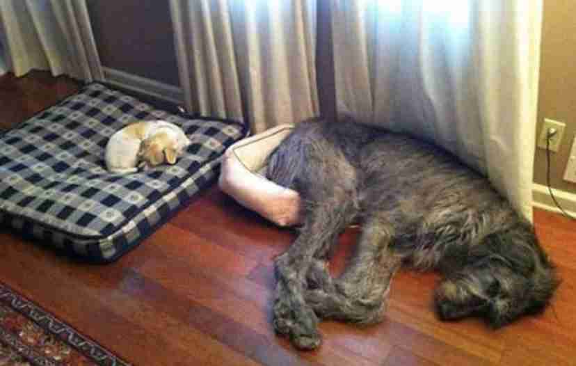 犬の行動は品種が違っても大きな差はないことが研究で明らかに