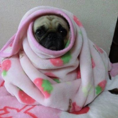 犬の行動は品種が違っても大きな差はないことが研究で明らかに