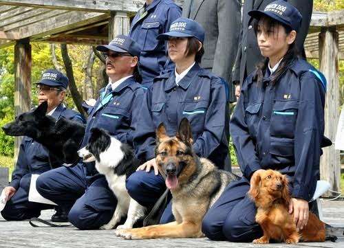 犬の行動は品種が違っても大きな差はないことが研究で明らかに
