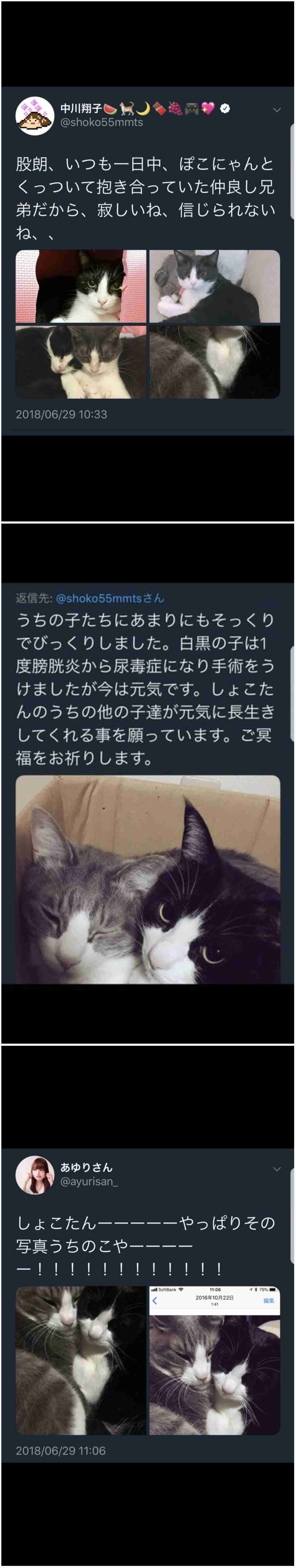 “愛猫家”中川翔子、猫の高血圧症に警鐘「命を大事に生きていかないといけない」「ねこもわたしも『いのちだいじに』」