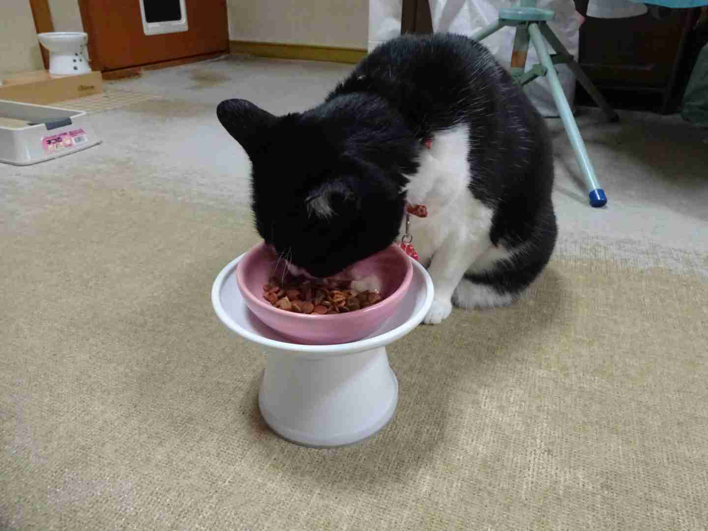 がるちゃん猫カフェ75号店開店しました♪(初めての方も大歓迎♪)