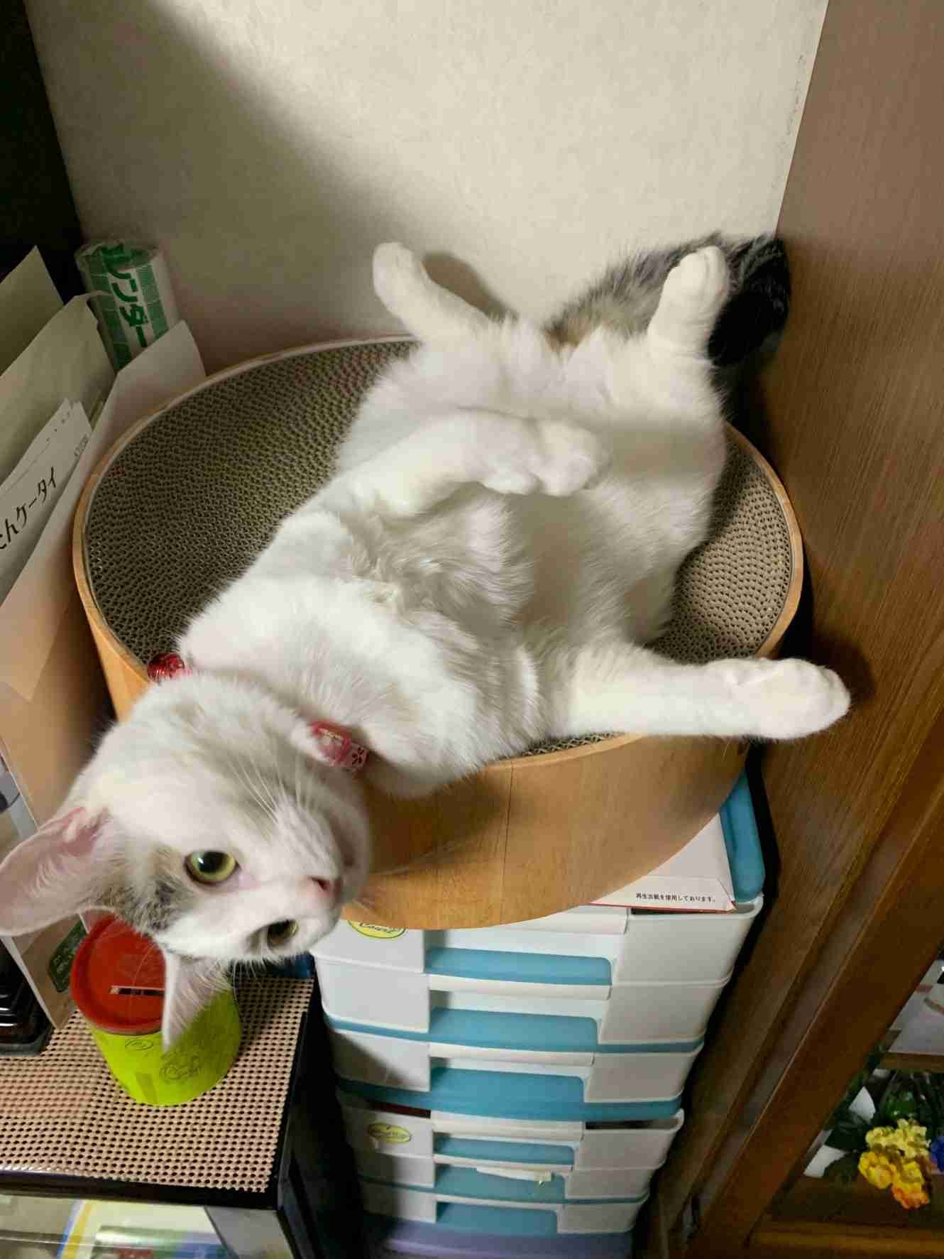 がるちゃん猫カフェ75号店開店しました♪(初めての方も大歓迎♪)