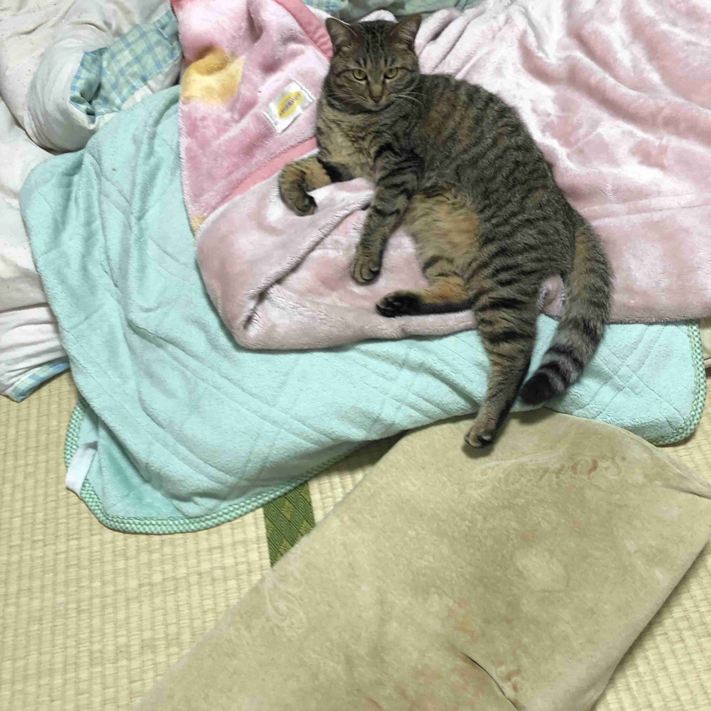 がるちゃん猫カフェ75号店開店しました♪(初めての方も大歓迎♪)