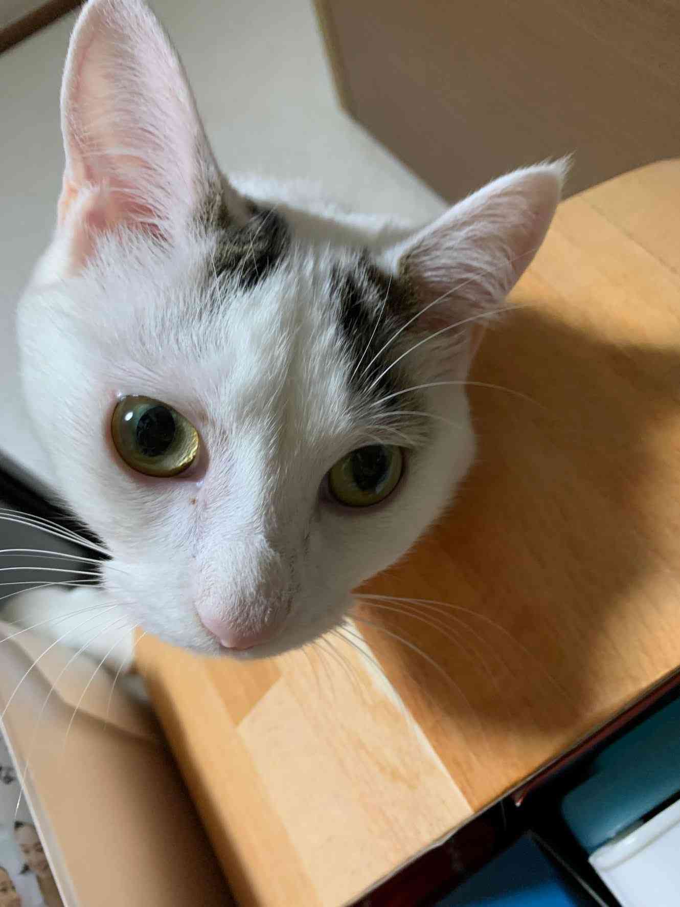 がるちゃん猫カフェ75号店開店しました♪(初めての方も大歓迎♪)