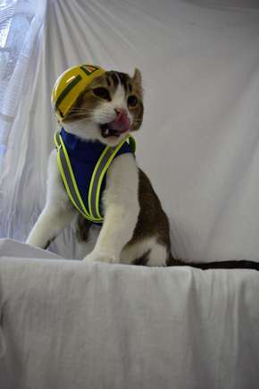 がるちゃん猫カフェ75号店開店しました♪(初めての方も大歓迎♪)