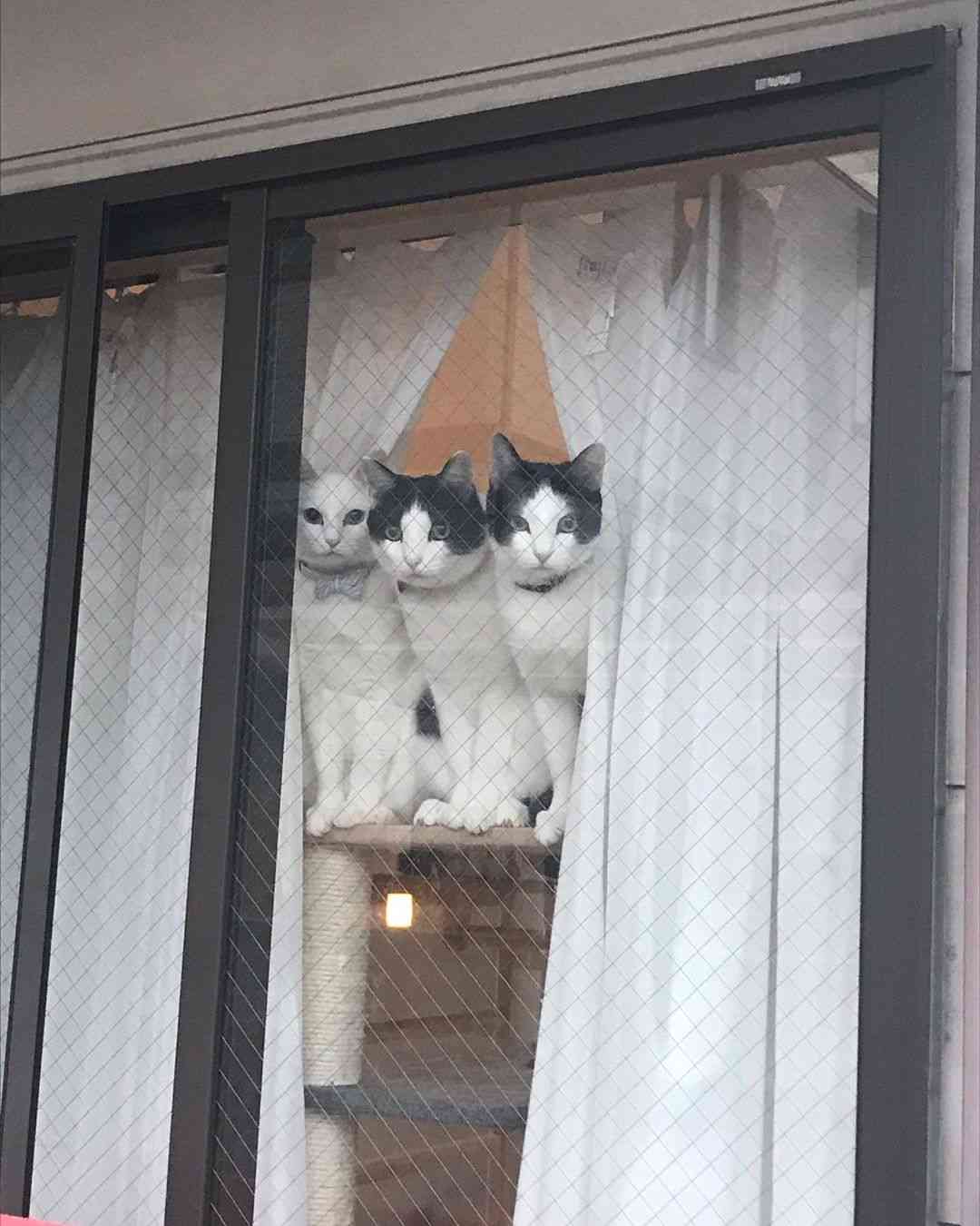 がるちゃん猫カフェ75号店開店しました♪(初めての方も大歓迎♪)