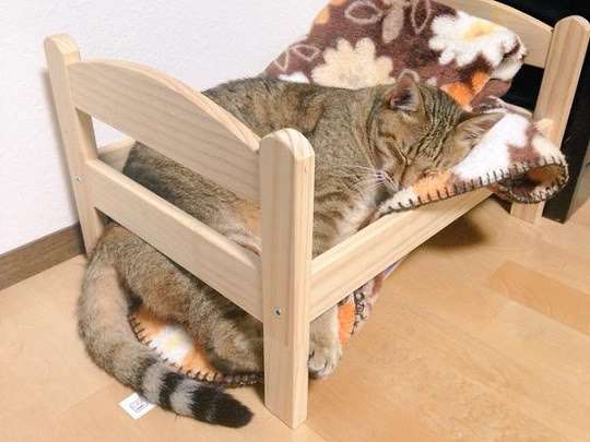 がるちゃん猫カフェ75号店開店しました♪(初めての方も大歓迎♪)
