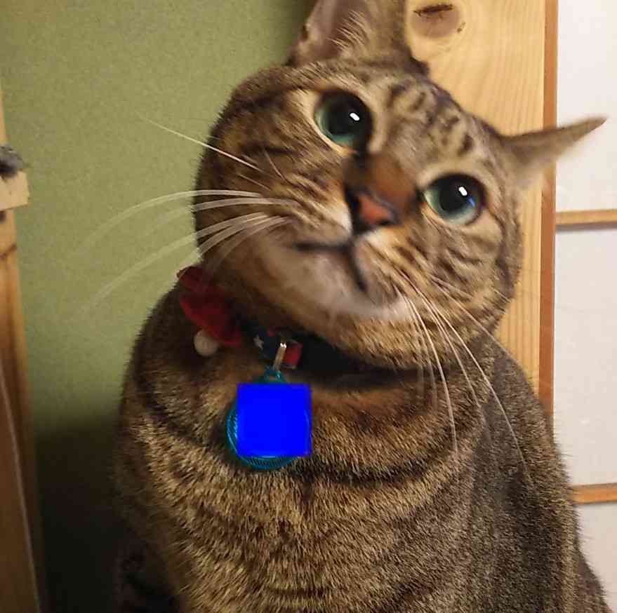 がるちゃん猫カフェ75号店開店しました♪(初めての方も大歓迎♪)
