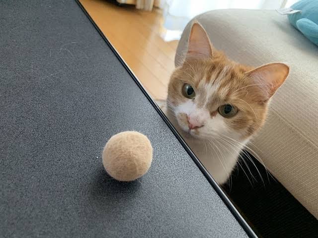 がるちゃん猫カフェ75号店開店しました♪(初めての方も大歓迎♪)