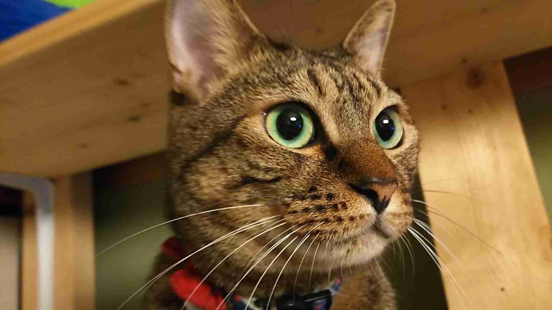 がるちゃん猫カフェ75号店開店しました♪(初めての方も大歓迎♪)