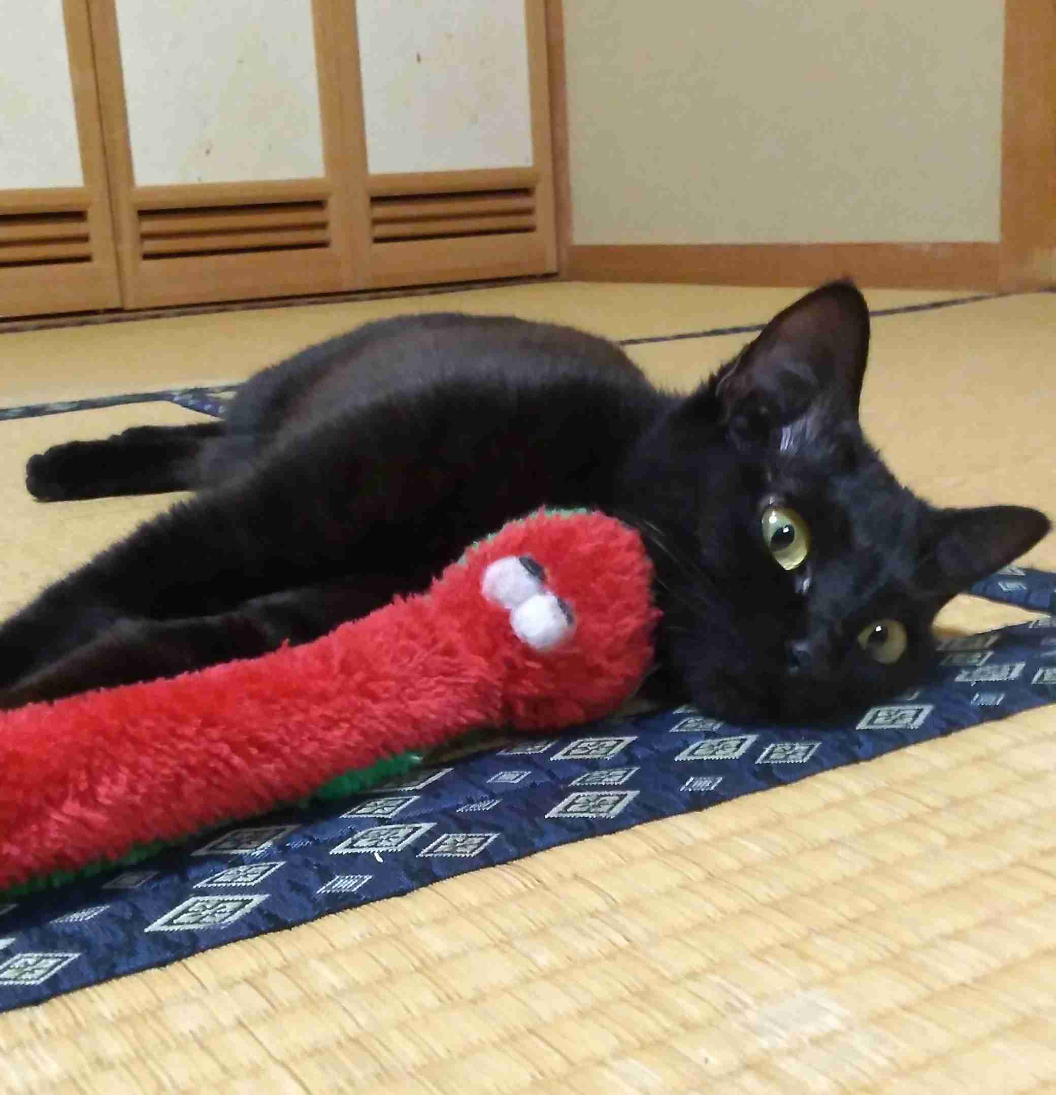 がるちゃん猫カフェ75号店開店しました♪(初めての方も大歓迎♪)