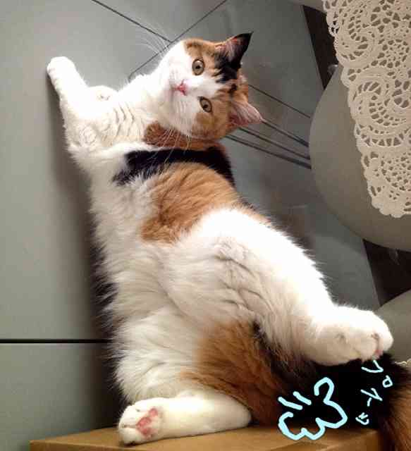 がるちゃん猫カフェ75号店開店しました♪(初めての方も大歓迎♪)