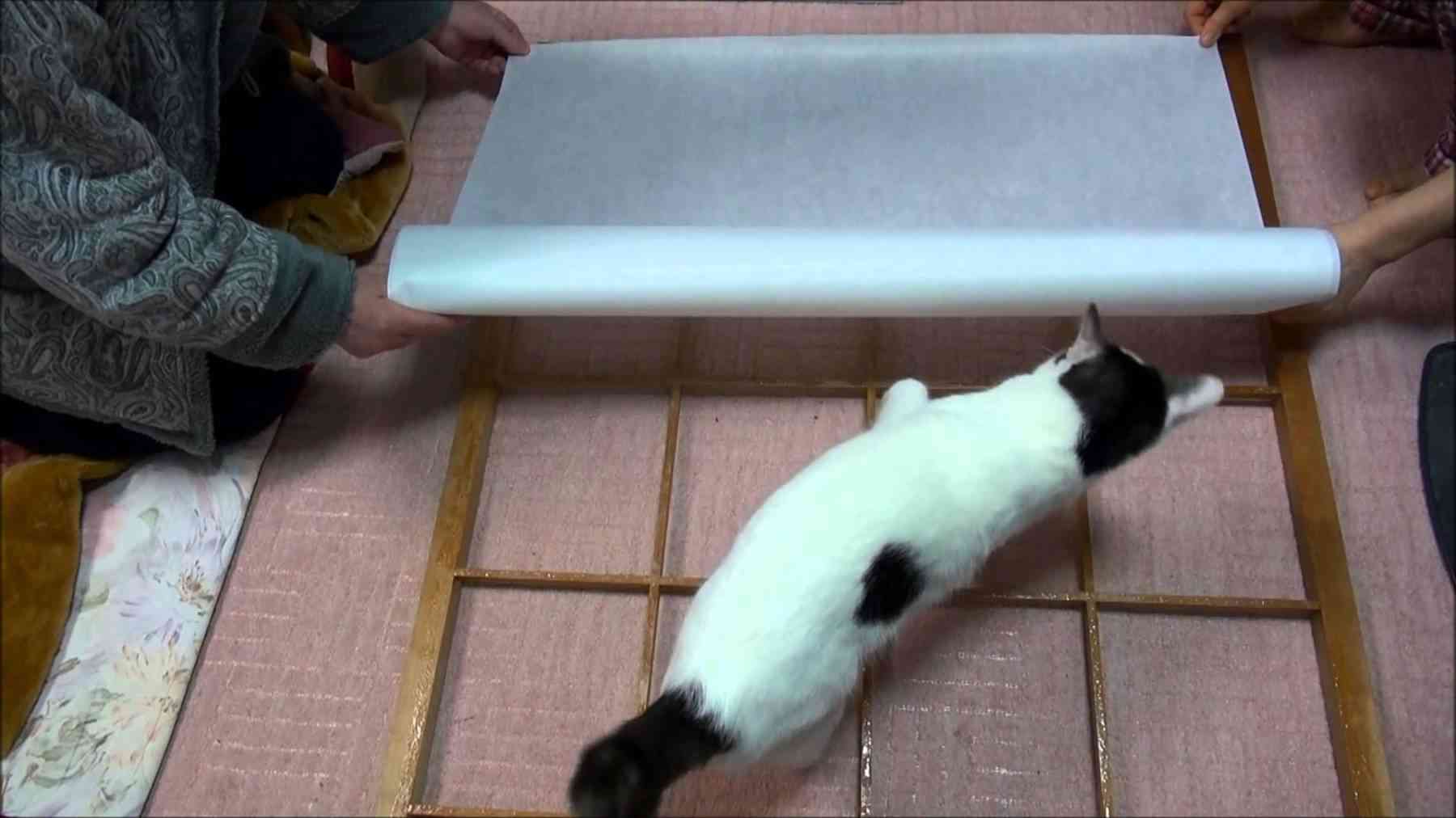 がるちゃん猫カフェ75号店開店しました♪(初めての方も大歓迎♪)