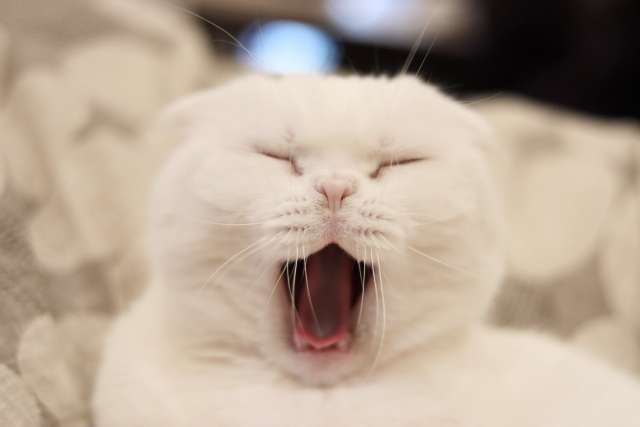 がるちゃん猫カフェ75号店開店しました♪(初めての方も大歓迎♪)