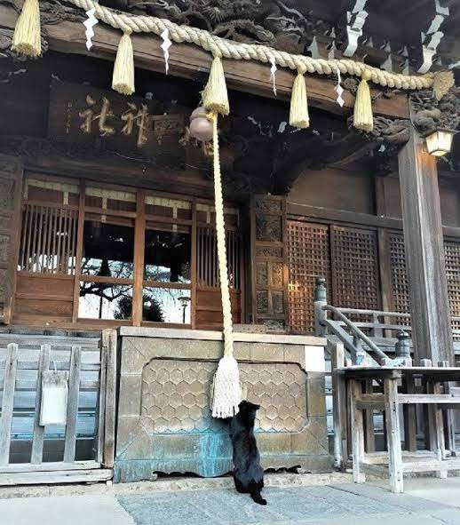 がるちゃん猫カフェ75号店開店しました♪(初めての方も大歓迎♪)