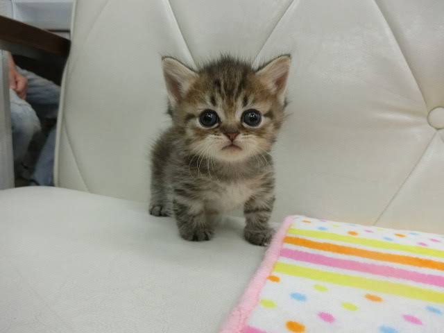 がるちゃん猫カフェ75号店開店しました♪(初めての方も大歓迎♪)