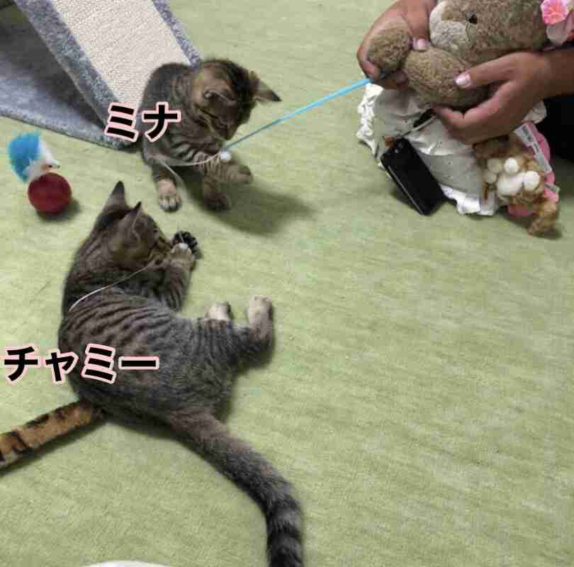 がるちゃん猫カフェ75号店開店しました♪(初めての方も大歓迎♪)