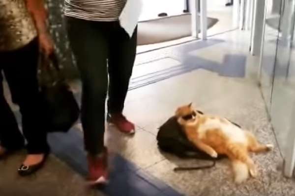 がるちゃん猫カフェ75号店開店しました♪(初めての方も大歓迎♪)