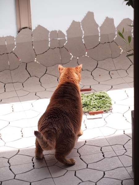 がるちゃん猫カフェ75号店開店しました♪(初めての方も大歓迎♪)