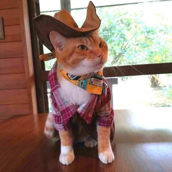がるちゃん猫カフェ75号店開店しました♪(初めての方も大歓迎♪)