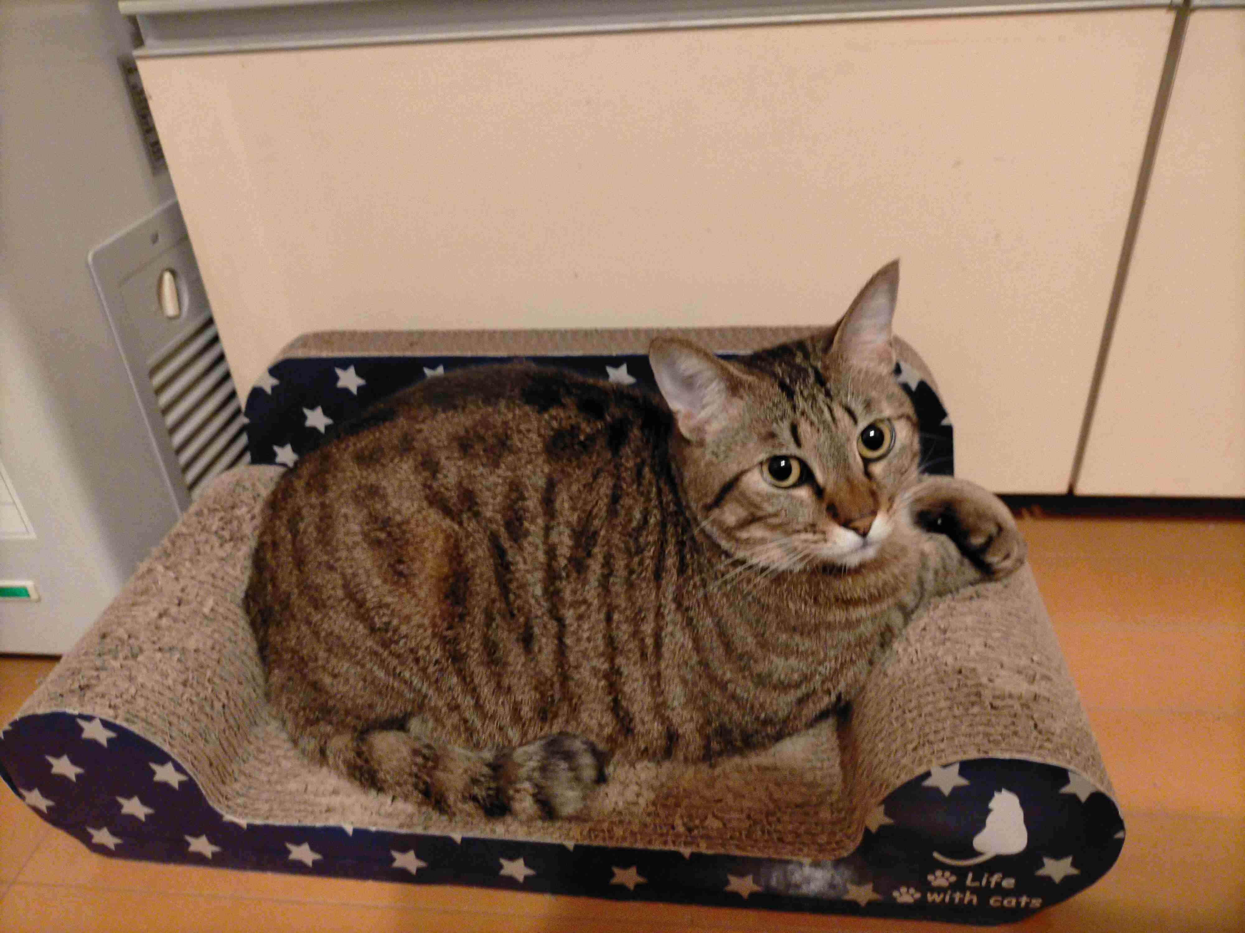 がるちゃん猫カフェ75号店開店しました♪(初めての方も大歓迎♪)