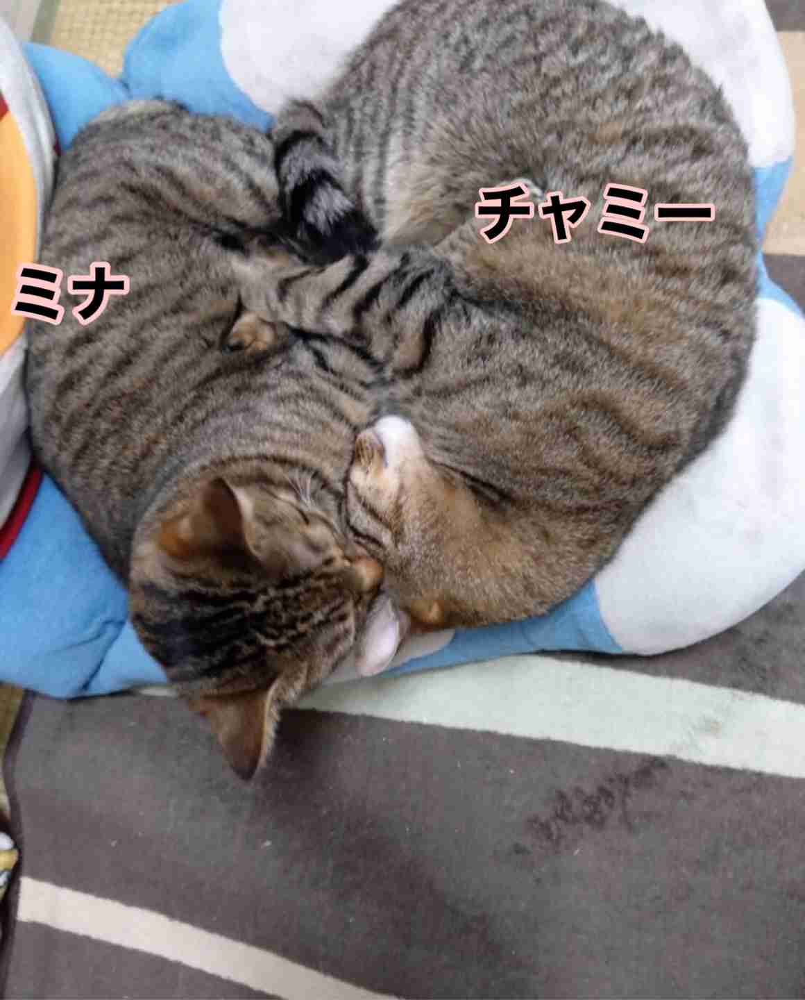 がるちゃん猫カフェ75号店開店しました♪(初めての方も大歓迎♪)