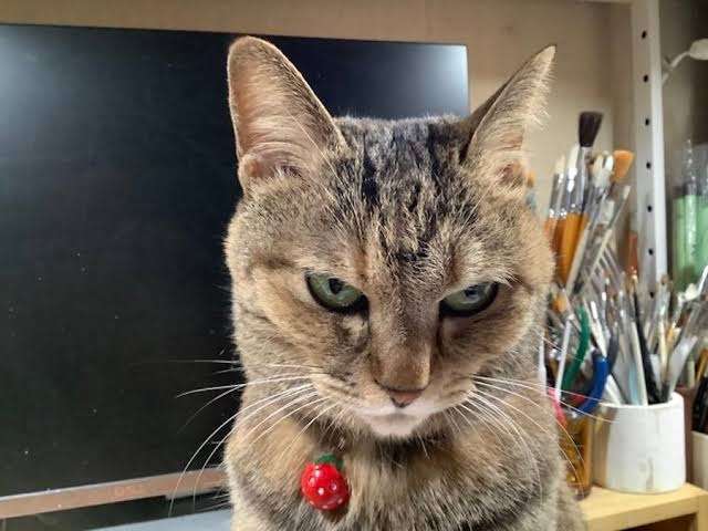 がるちゃん猫カフェ75号店開店しました♪(初めての方も大歓迎♪)