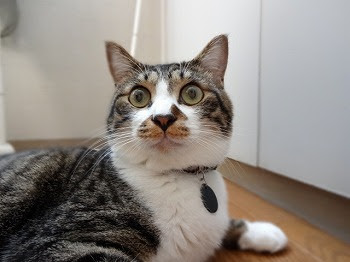 がるちゃん猫カフェ75号店開店しました♪(初めての方も大歓迎♪)