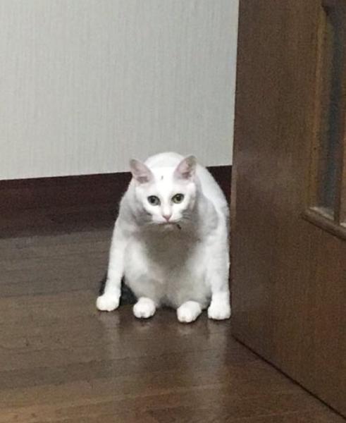 がるちゃん猫カフェ75号店開店しました♪(初めての方も大歓迎♪)