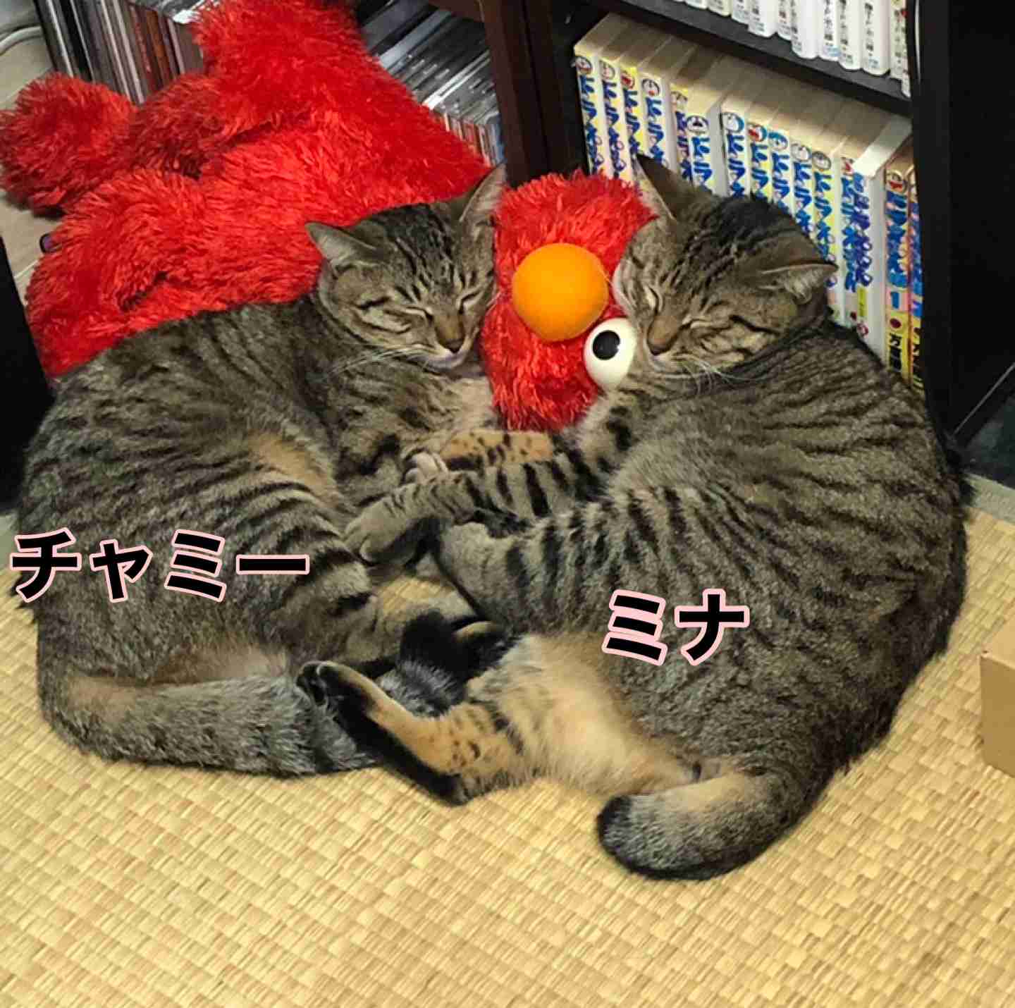がるちゃん猫カフェ75号店開店しました♪(初めての方も大歓迎♪)