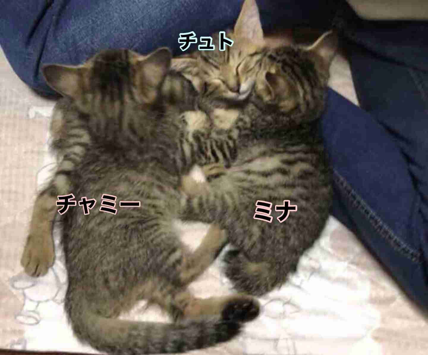 がるちゃん猫カフェ75号店開店しました♪(初めての方も大歓迎♪)