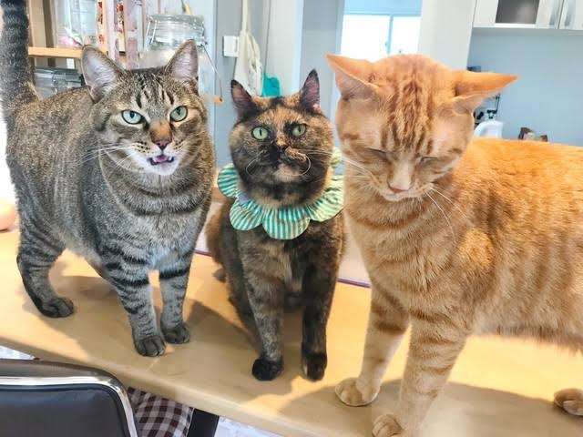 がるちゃん猫カフェ75号店開店しました♪(初めての方も大歓迎♪)