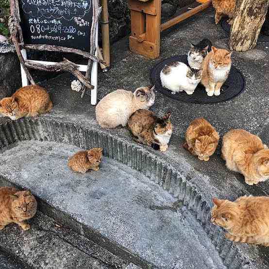 がるちゃん猫カフェ75号店開店しました♪(初めての方も大歓迎♪)