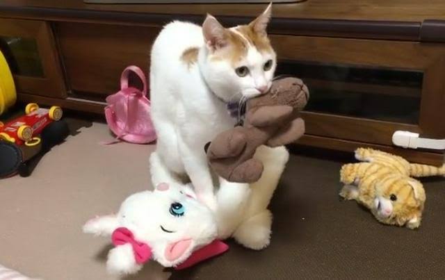 がるちゃん猫カフェ75号店開店しました♪(初めての方も大歓迎♪)