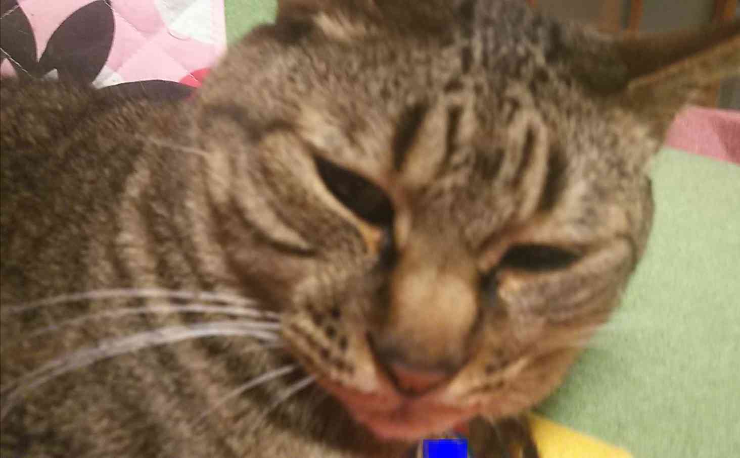 がるちゃん猫カフェ75号店開店しました♪(初めての方も大歓迎♪)