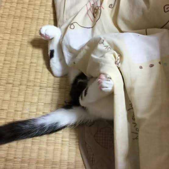 がるちゃん猫カフェ75号店開店しました♪(初めての方も大歓迎♪)