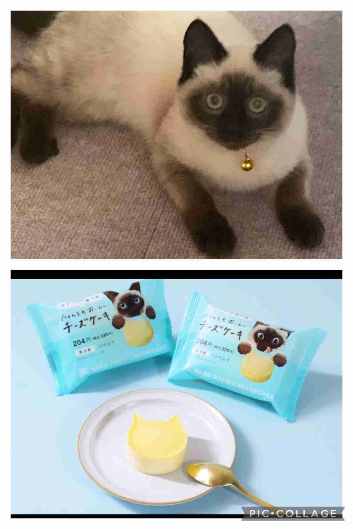 がるちゃん猫カフェ75号店開店しました♪(初めての方も大歓迎♪)
