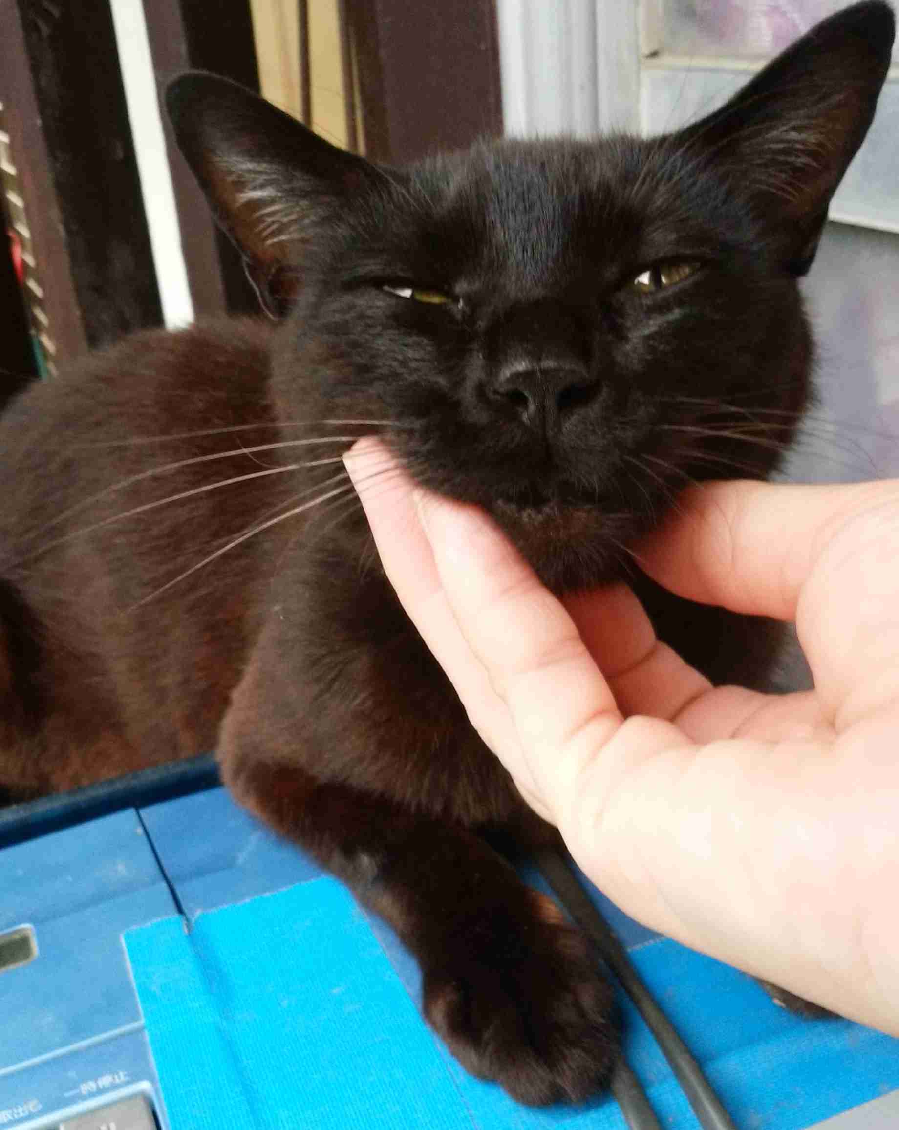 がるちゃん猫カフェ75号店開店しました♪(初めての方も大歓迎♪)