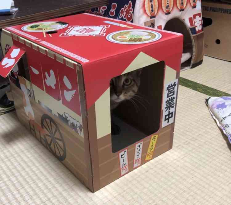 がるちゃん猫カフェ75号店開店しました♪(初めての方も大歓迎♪)