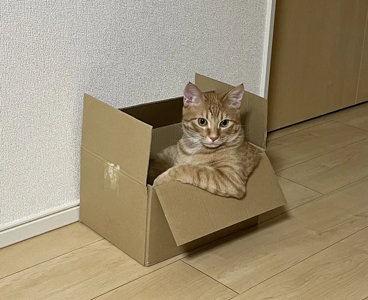 がるちゃん猫カフェ75号店開店しました♪(初めての方も大歓迎♪)