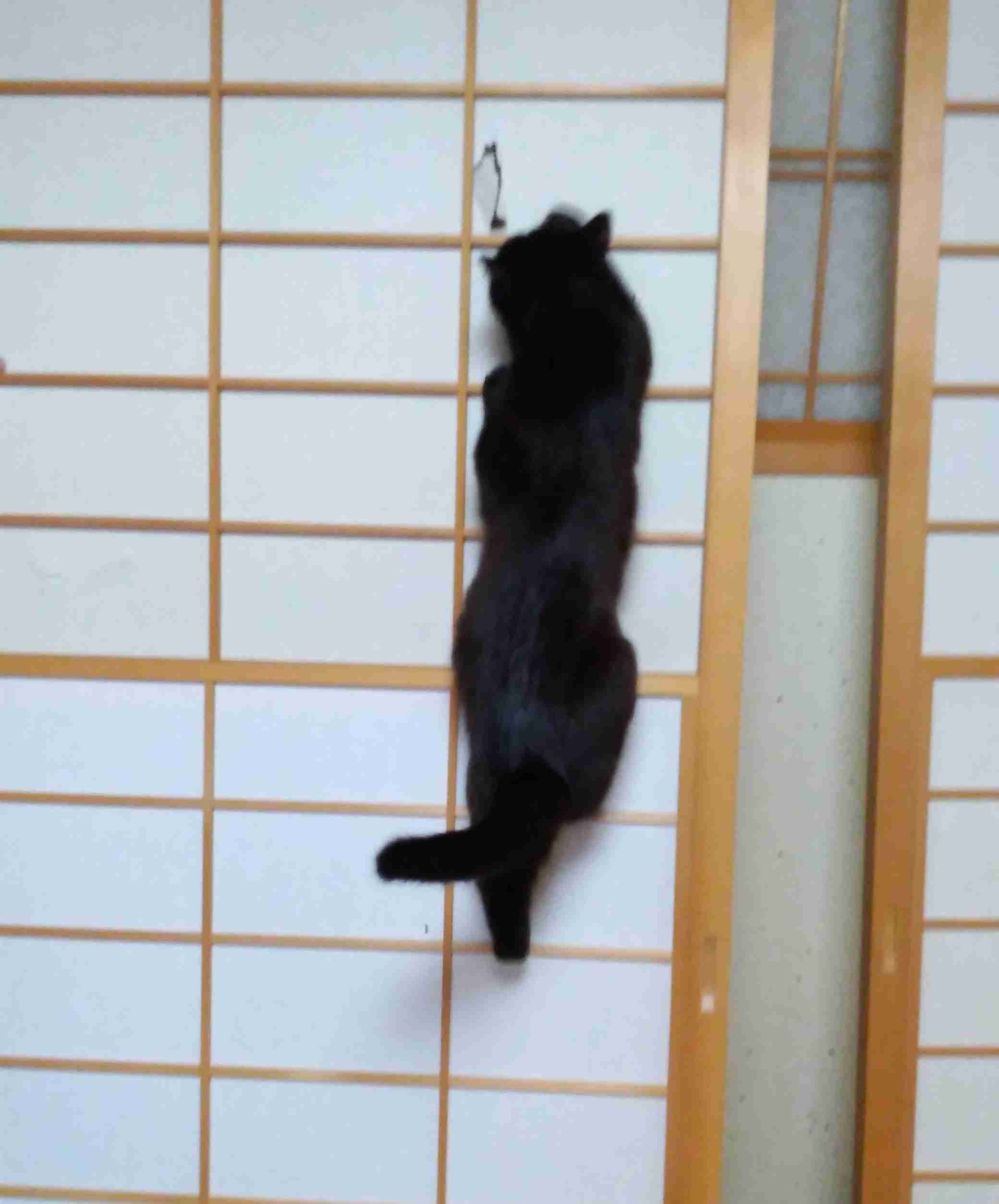 がるちゃん猫カフェ75号店開店しました♪(初めての方も大歓迎♪)