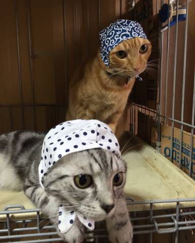 がるちゃん猫カフェ75号店開店しました♪(初めての方も大歓迎♪)