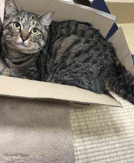 がるちゃん猫カフェ75号店開店しました♪(初めての方も大歓迎♪)