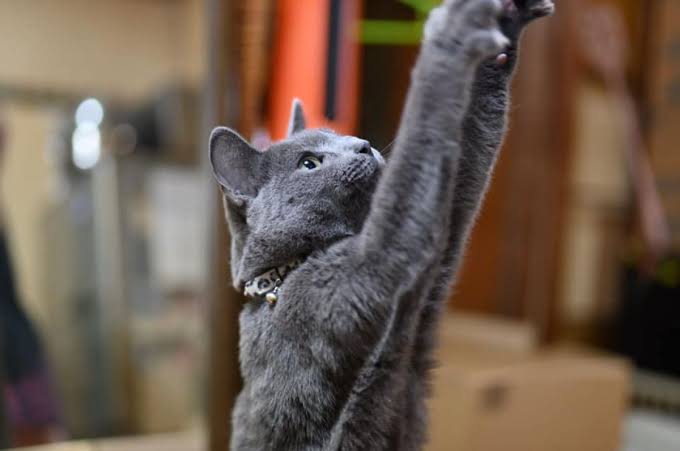 がるちゃん猫カフェ75号店開店しました♪(初めての方も大歓迎♪)