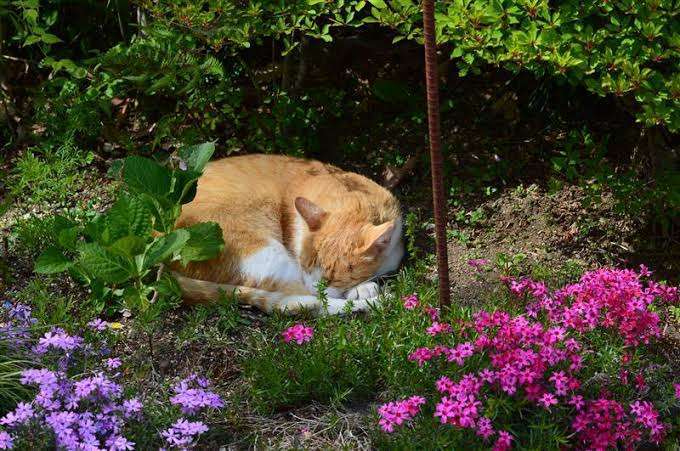 がるちゃん猫カフェ75号店開店しました♪(初めての方も大歓迎♪)